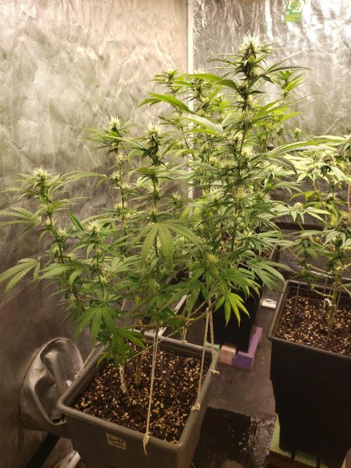Gorilla🦍 Cookies🍪 FF - indoor. Week 10