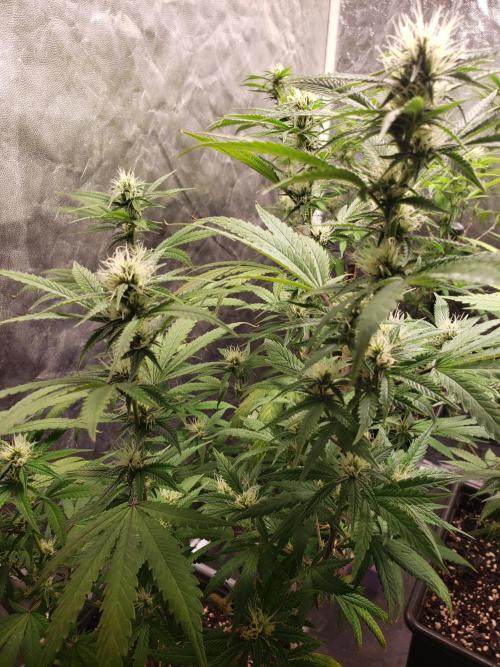 Gorilla🦍 Cookies🍪 FF - indoor. Week 10
