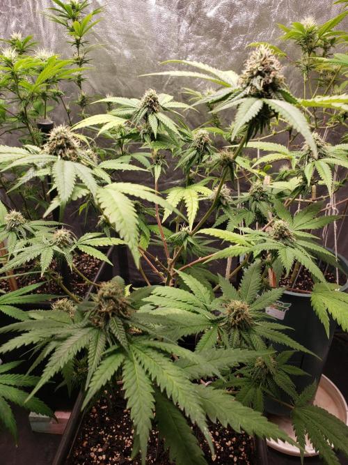 Gorilla🦍 Cookies🍪 FF - indoor. Week 10