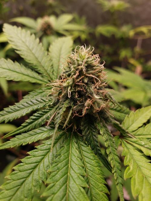 Gorilla🦍 Cookies🍪 FF - indoor. Week 10