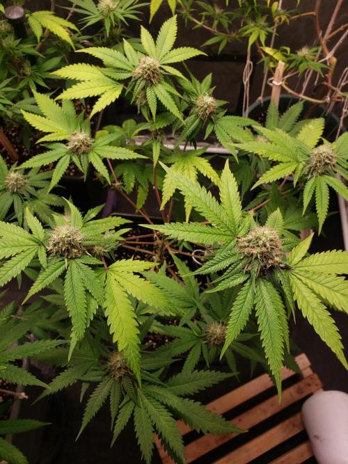 Gorilla🦍 Cookies🍪 FF - indoor. Week 10