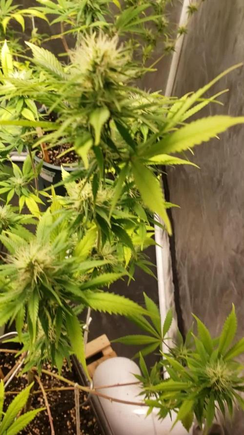 Gorilla🦍 Cookies🍪 FF - indoor