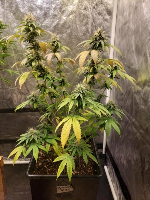 Permanent Bluez indoor. Week 12