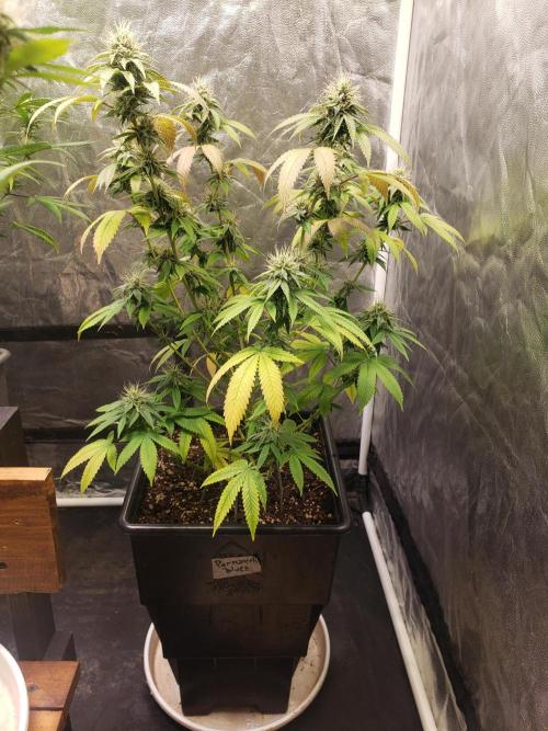 Permanent Bluez indoor. Week 12