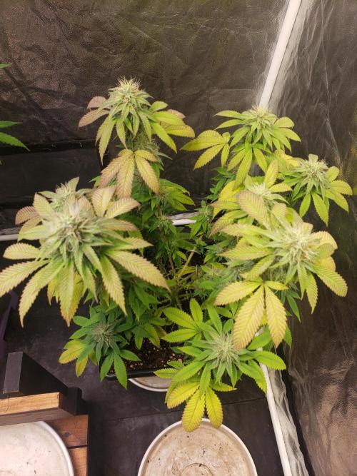 Permanent Bluez indoor. Week 12