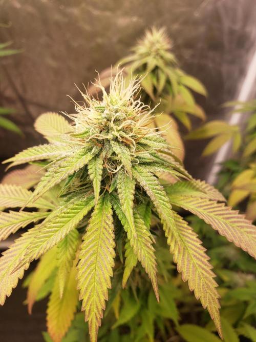 Permanent Bluez indoor. Week 12
