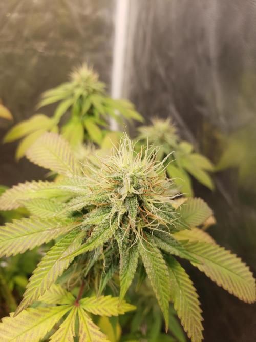 Permanent Bluez indoor. Week 12