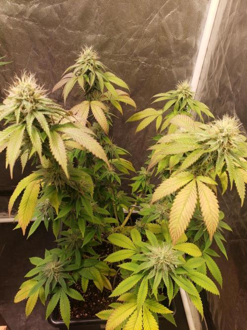 Permanent Bluez indoor. Week 12