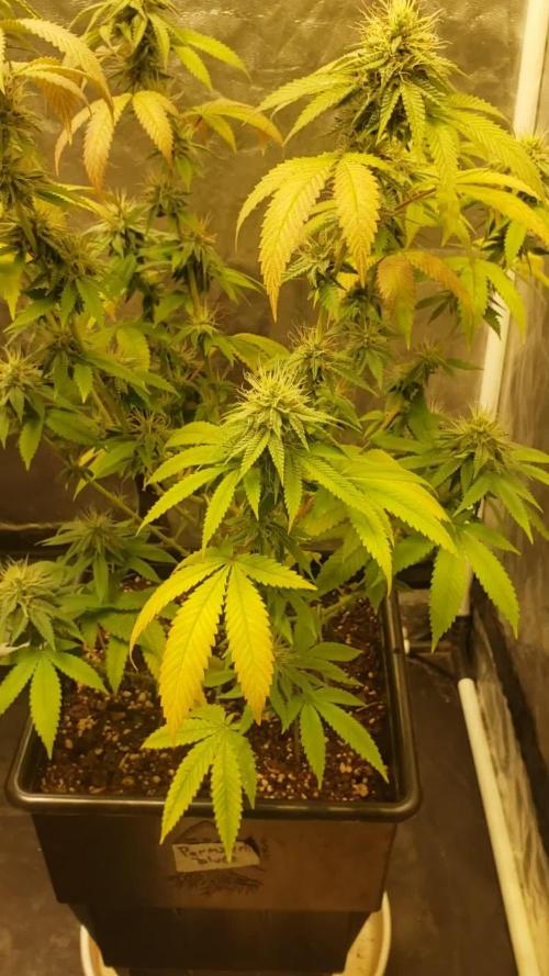 Permanent Bluez indoor