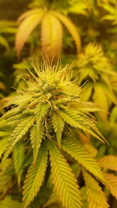 Gorilla🦍 Cookies🍪 FF - indoor