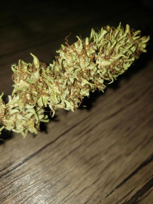 Laughing Budda  - Outdoor 2026. Week 24