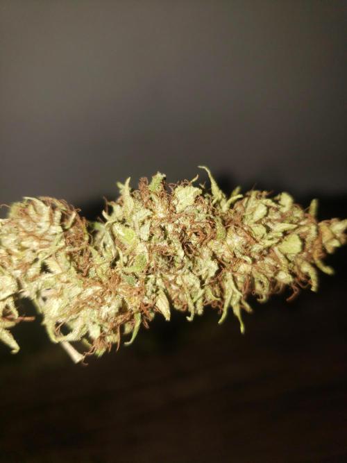 Laughing Budda  - Outdoor 2026. Week 24