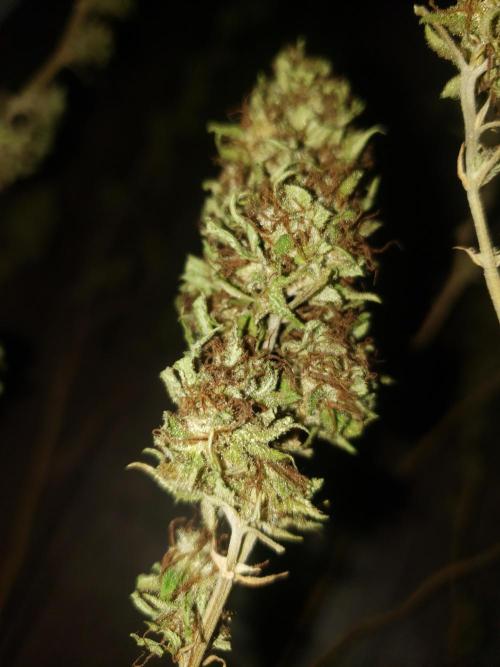 Laughing Budda  - Outdoor 2026. Week 24