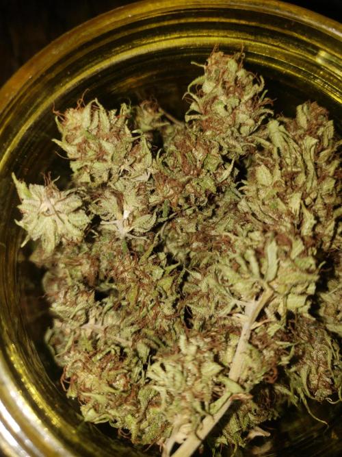 Laughing Budda  - Outdoor 2026. Week 24