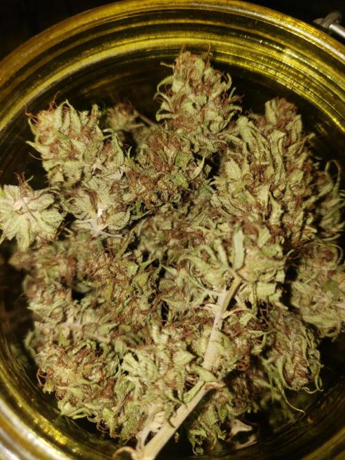 Laughing Budda  - Outdoor 2026. Week 24
