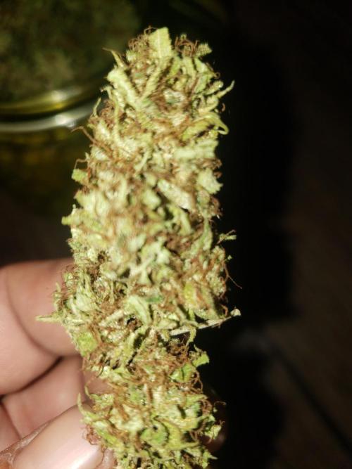 Laughing Budda  - Outdoor 2026. Week 24