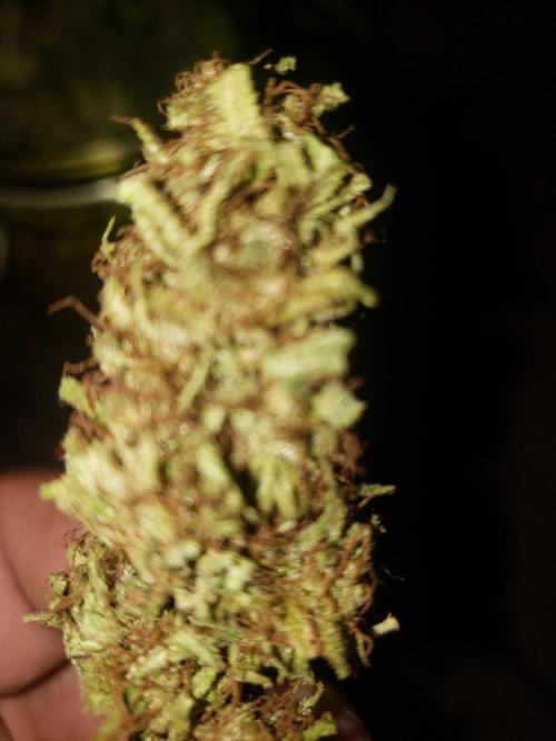Laughing Budda  - Outdoor 2026. Week 24