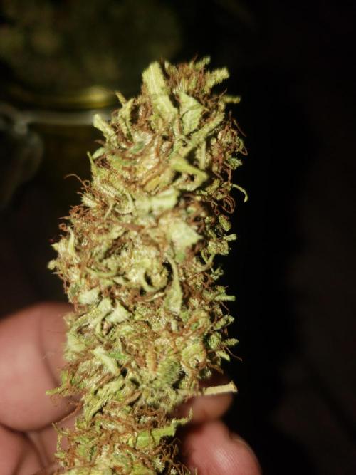 Laughing Budda  - Outdoor 2026. Week 24