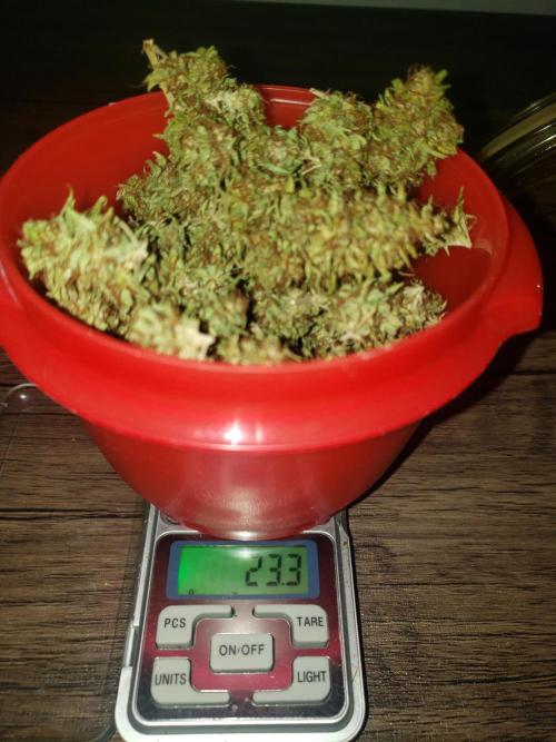 Compost. Week 24