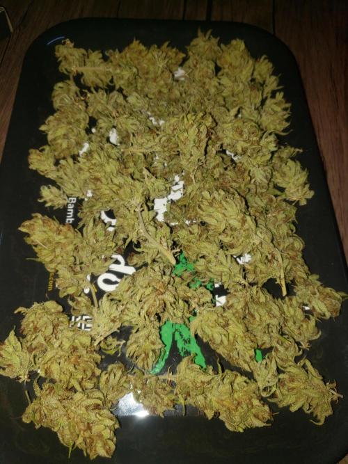 Gorilla Cookies FF - Outdoor 2026. Week 20