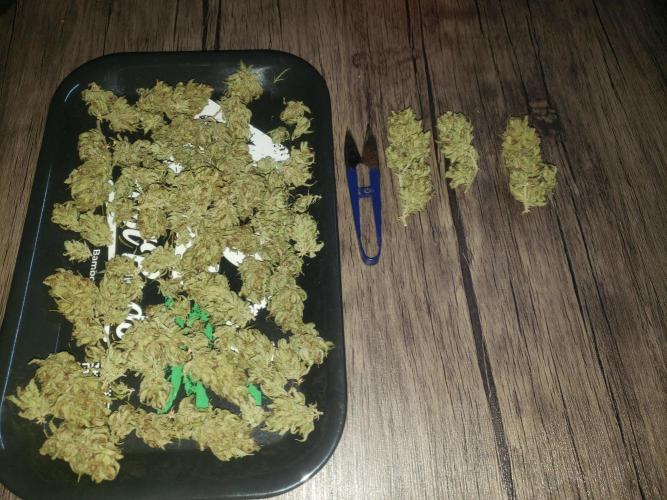 Gorilla Cookies FF - Outdoor 2026. Week 20