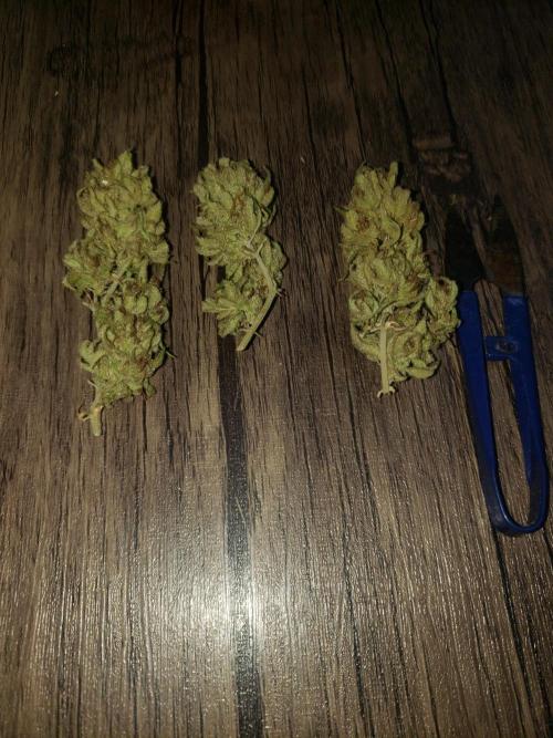 Gorilla Cookies FF - Outdoor 2026. Week 20