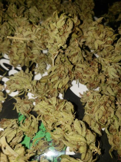 Gorilla Cookies FF - Outdoor 2026. Week 20