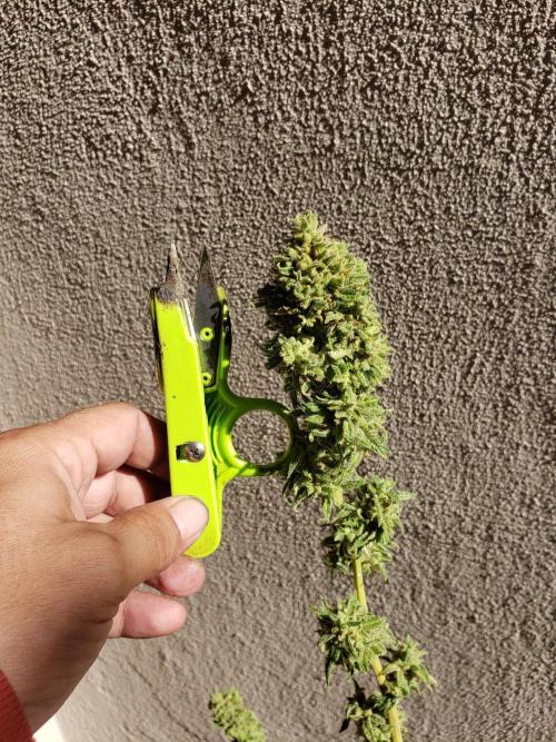 BIG BANG  divine seeds - Outdoor2026. Week 23