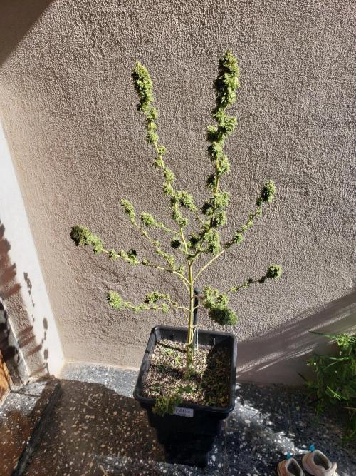 BIG BANG  divine seeds - Outdoor2026. Week 23