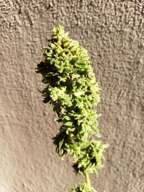 BIG BANG  divine seeds - Outdoor2026. Week 23