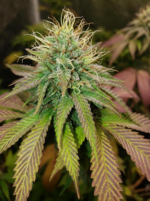 Permanent Bluez indoor. Week 13