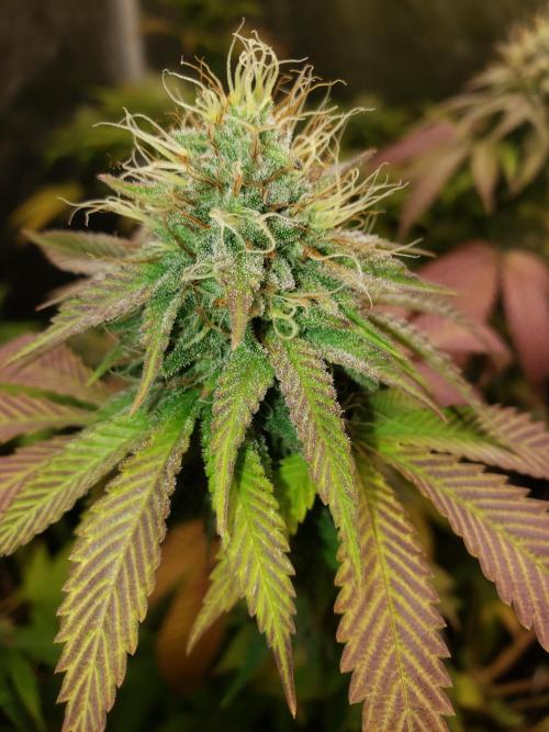 Permanent Bluez indoor. Week 13