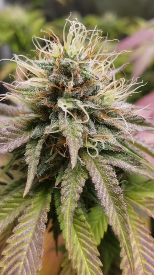 Permanent Bluez indoor
