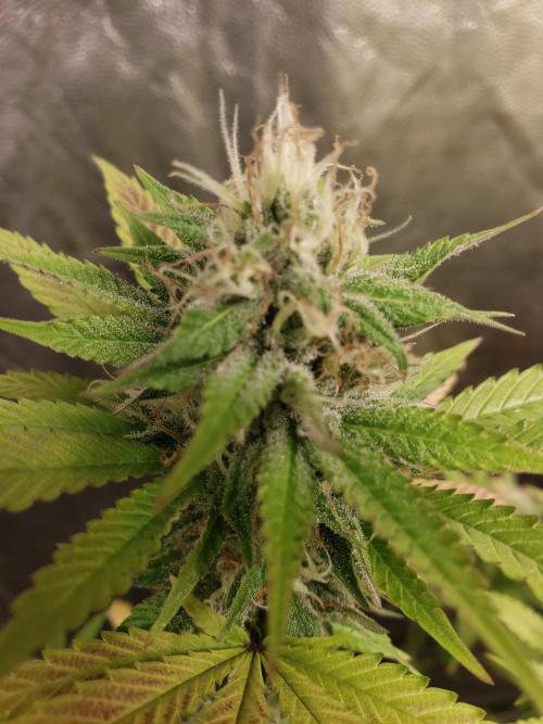 Gorilla🦍 Cookies🍪 FF - indoor. Week 12