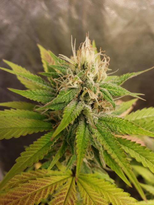 Gorilla🦍 Cookies🍪 FF - indoor. Week 12
