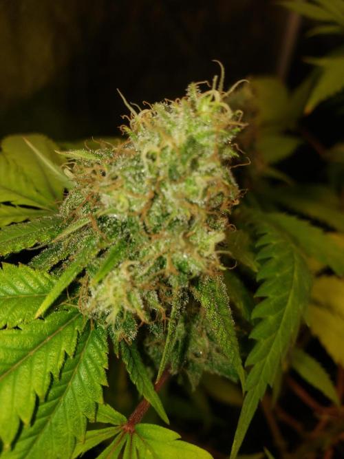 Gorilla🦍 Cookies🍪 FF - indoor. Week 12