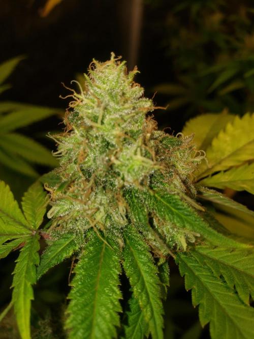 Gorilla🦍 Cookies🍪 FF - indoor. Week 12
