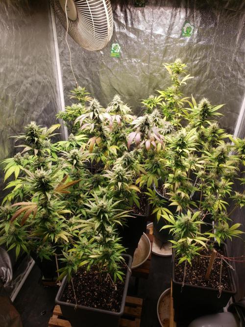 Gorilla🦍 Cookies🍪 FF - indoor. Week 12