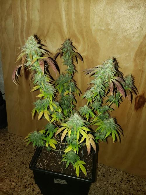 Permanent Bluez indoor. Week 14