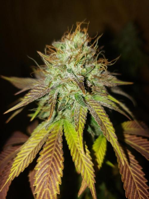 Permanent Bluez indoor. Week 14