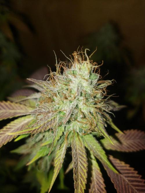 Permanent Bluez indoor. Week 14