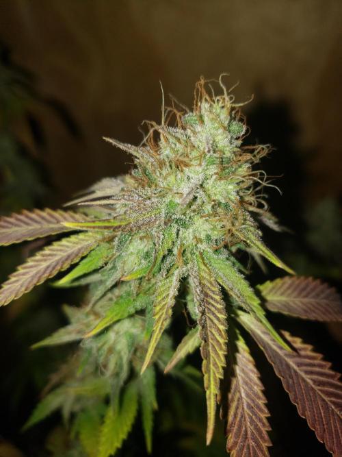 Permanent Bluez indoor. Week 14