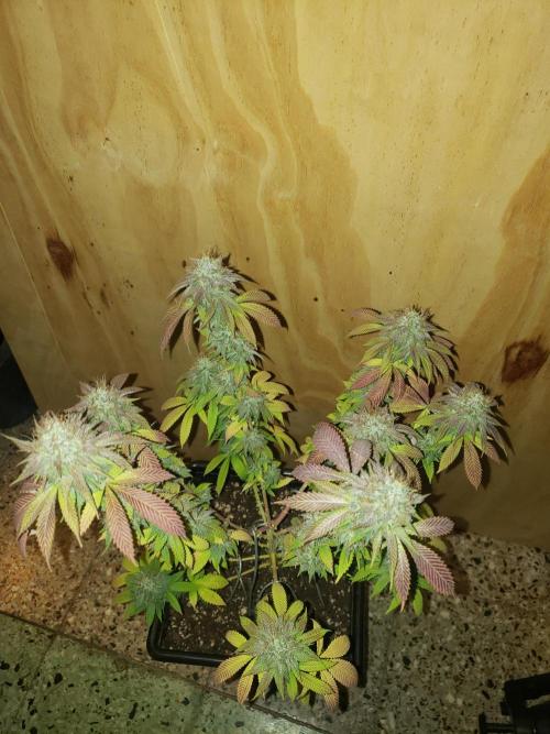 Permanent Bluez indoor. Week 14