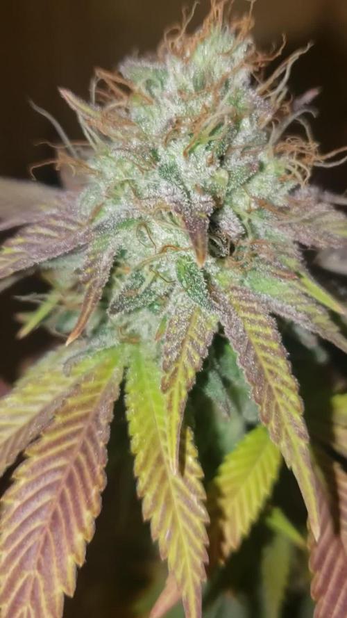 Permanent Bluez indoor
