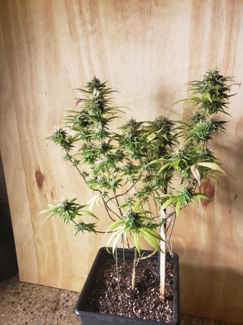 Gorilla🦍 Cookies🍪 FF - indoor. Week 13