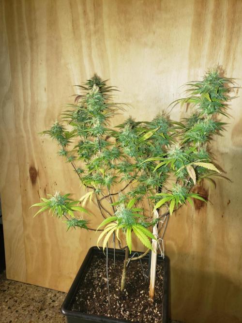 Gorilla🦍 Cookies🍪 FF - indoor. Week 13