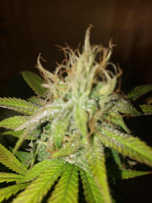 Gorilla🦍 Cookies🍪 FF - indoor. Week 13