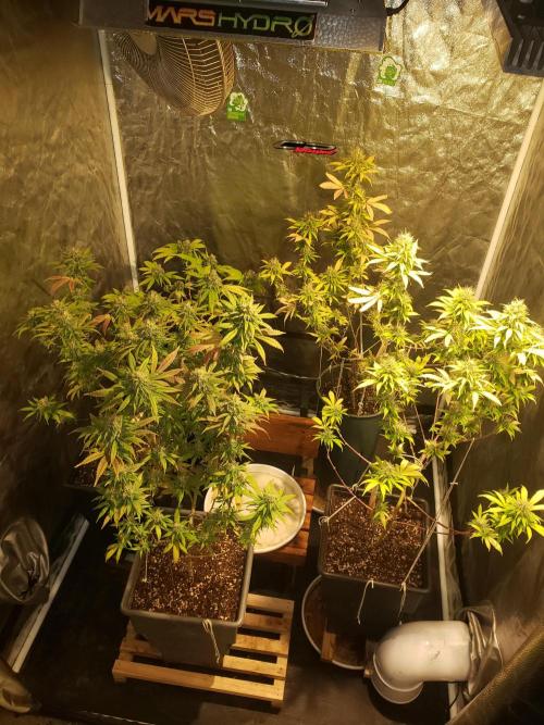 Gorilla🦍 Cookies🍪 FF - indoor. Week 13