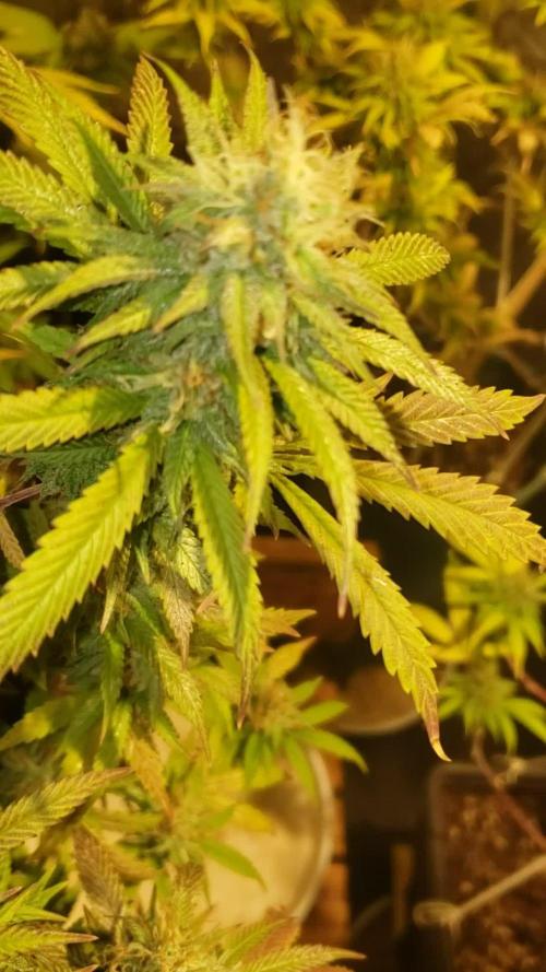 Gorilla🦍 Cookies🍪 FF - indoor