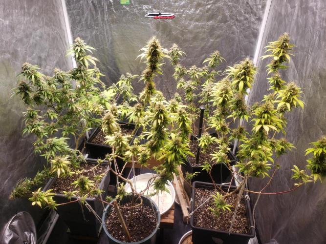 Gorilla🦍 Cookies🍪 FF - indoor. Week 14